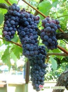 Виноград Черный жемчуг 