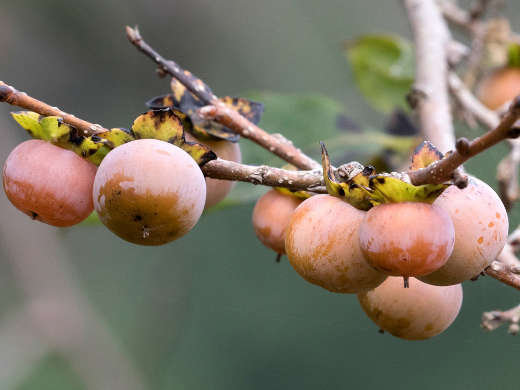 Дикая кавказская сушеная хурма. Собрано в Дагестане - купить с доставкой по выго