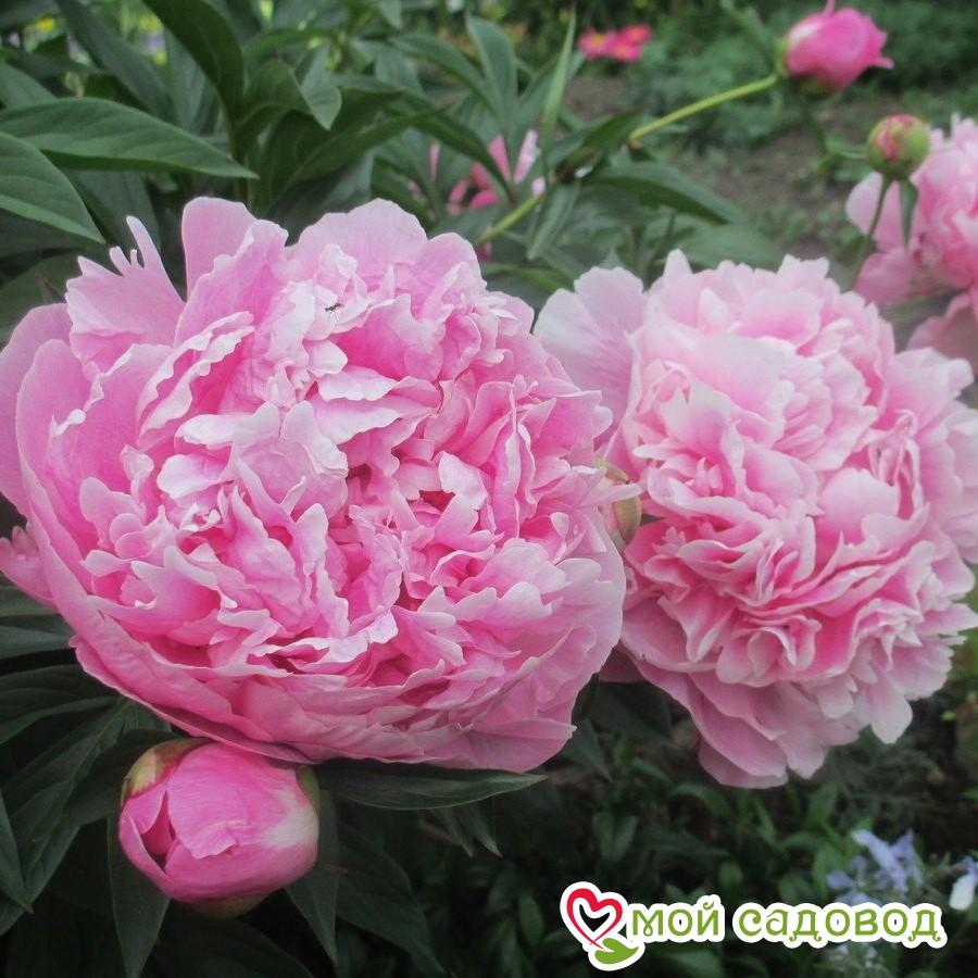 Пинк пион - CormanStroy.ru