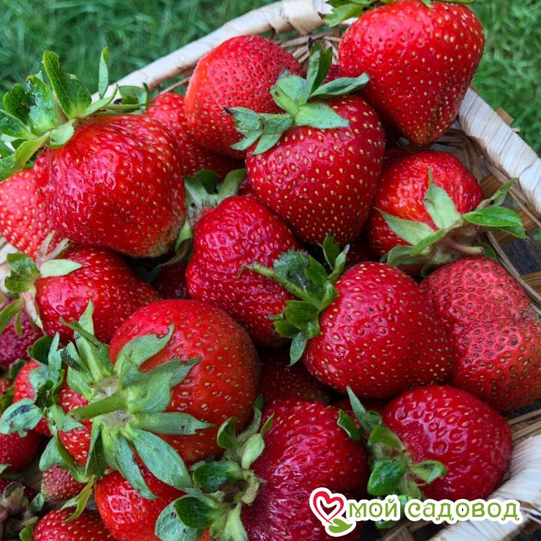 Клубника прими описание фото Клубника прими описание фото