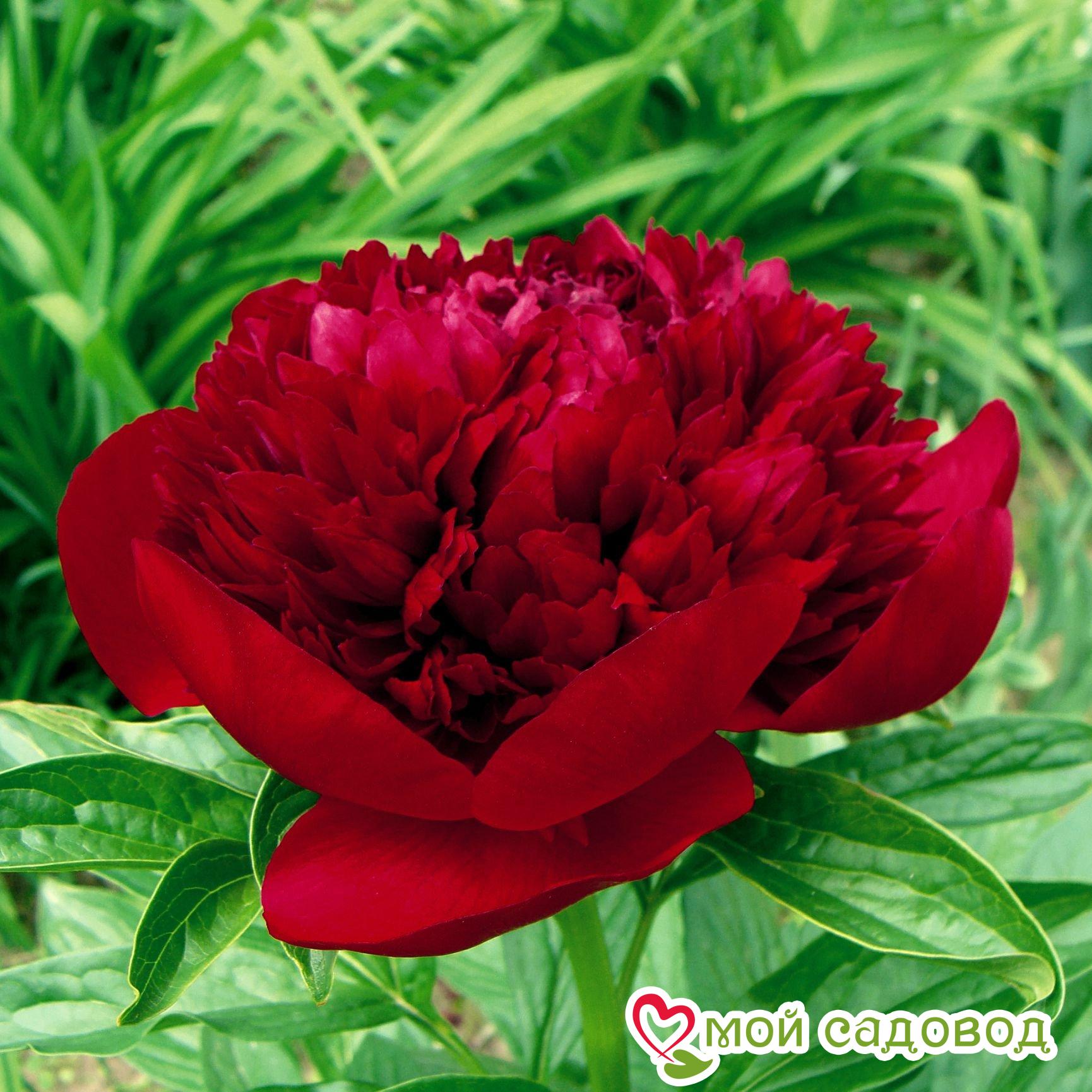 Клубни Пионы садовита купить по выгодной цене в интернет-магазине OZON (14367551