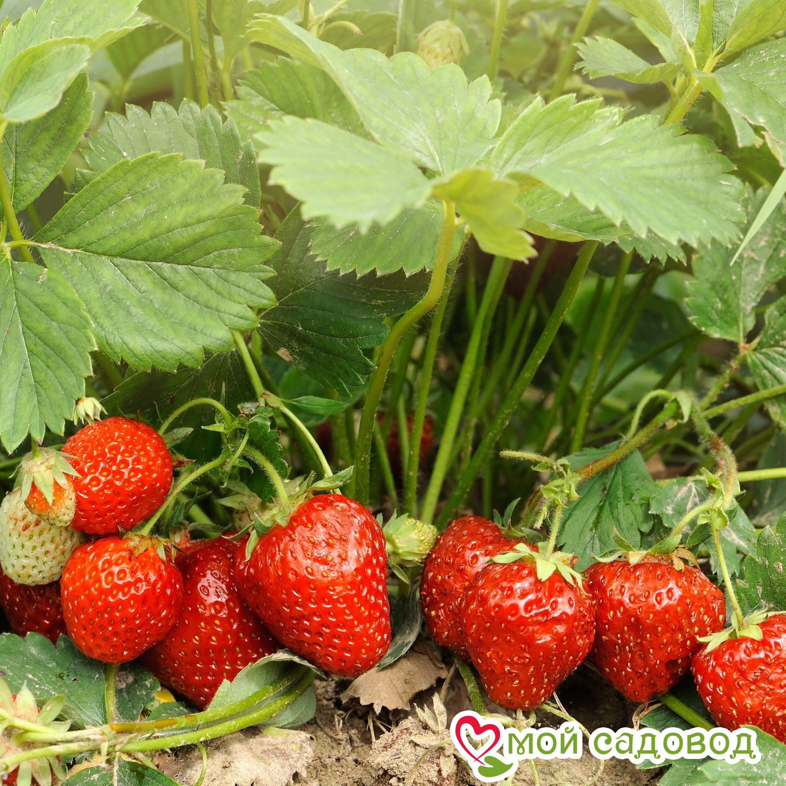 Кустик клубники фото Кустик клубники фото