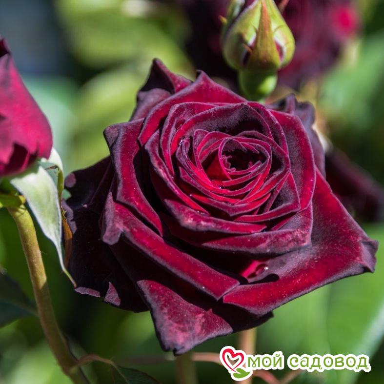 Бархатная роза фото высокого разрешения Бархатная роза фото высокого разрешения