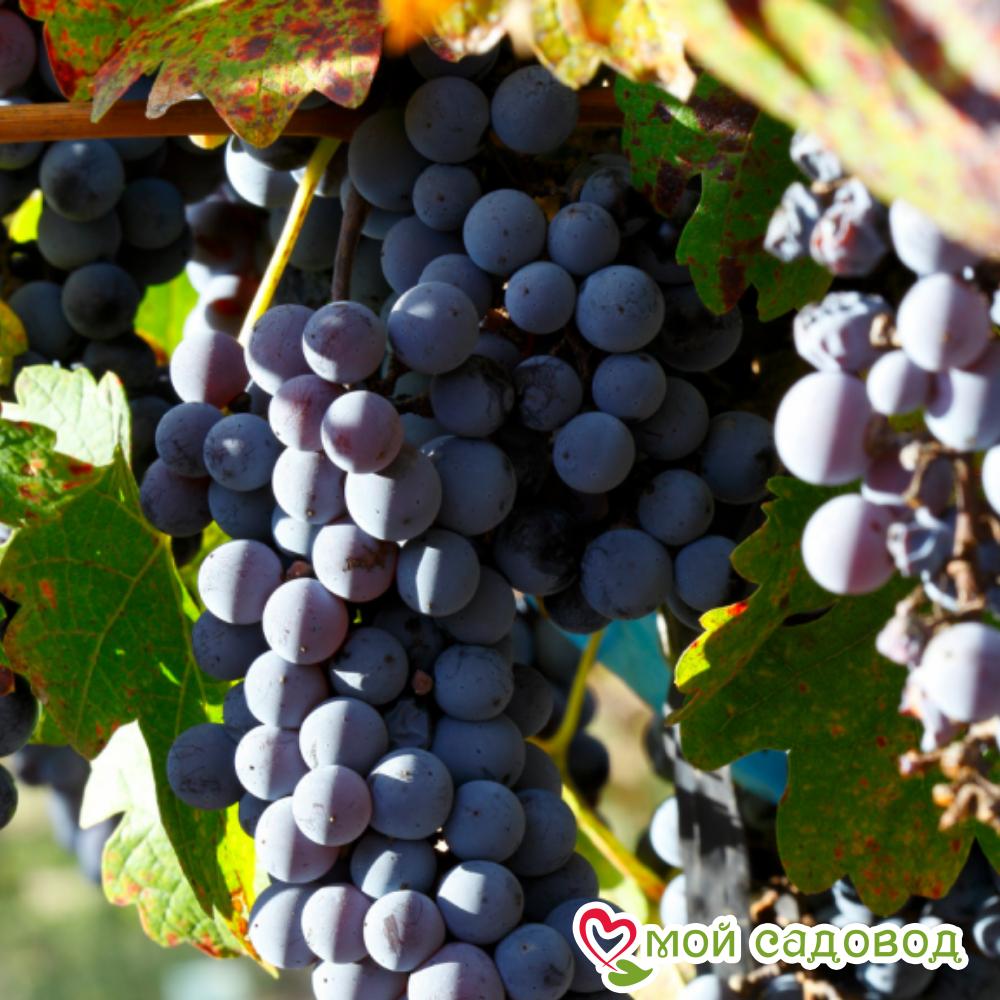 Виноград одесский описание сорта фото отзывы Виноград одесский описание сорта фото отзывы