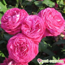 Роза Фрайфрау Каролина в Москве