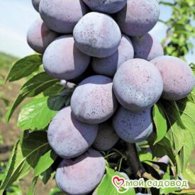 Plum Chachakskaya brzy v Moskvě