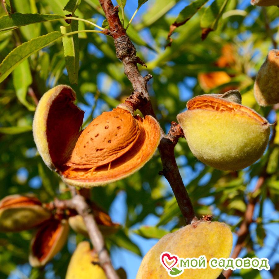 Миндаль Десертный - купить саженцы в питомнике "КСП" с доставкой по России