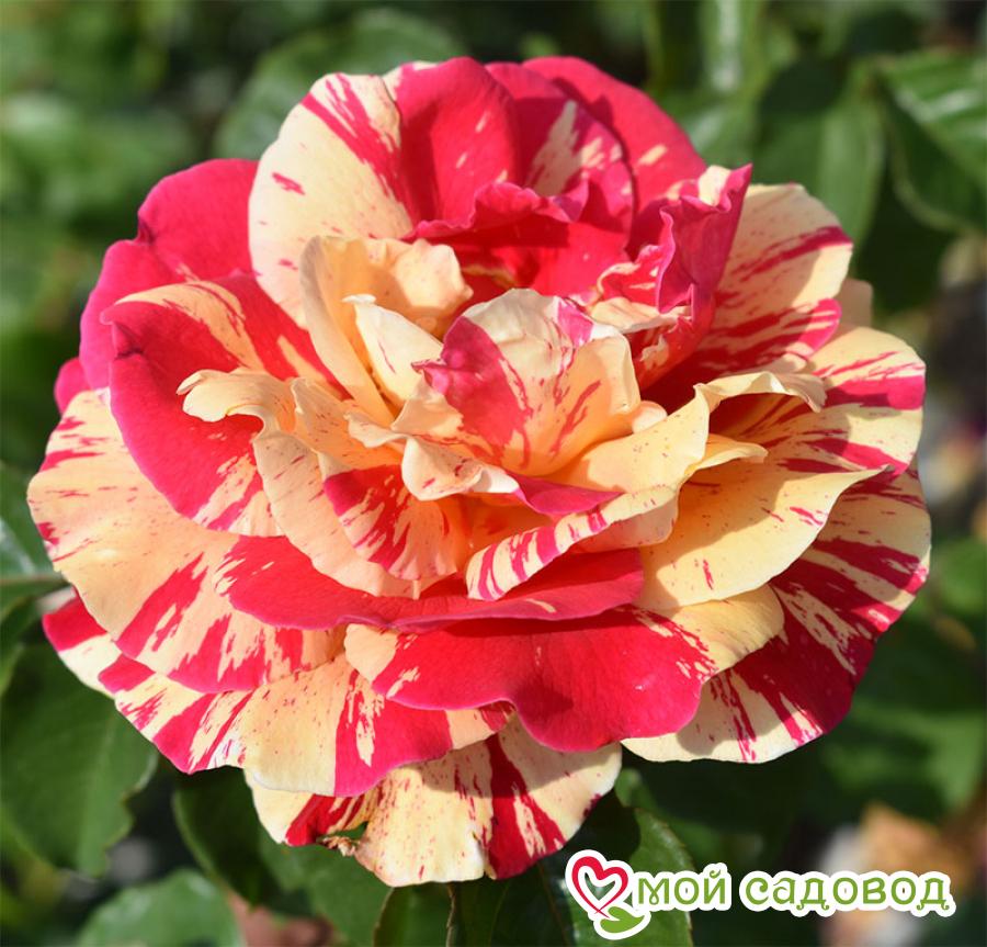 Ваниль Фрайз