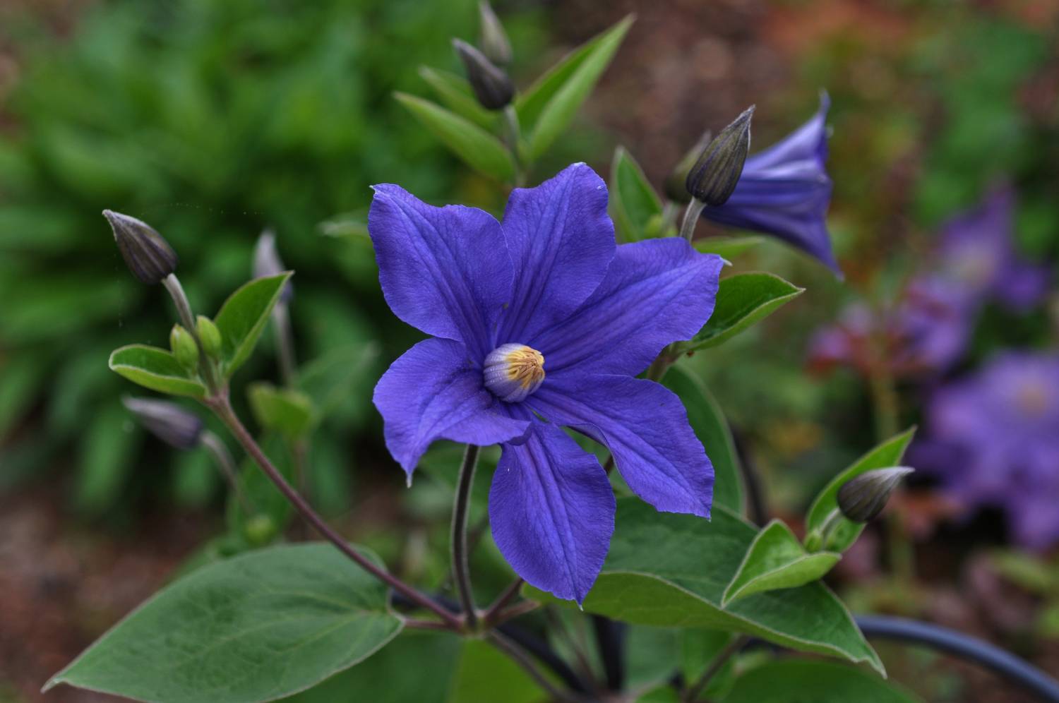 Клематис "Блю Пируэт": сорт с высокой морозостойкостью Feel Green Дзен