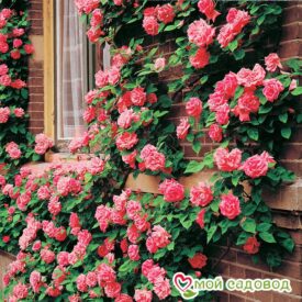 Роза Барби в Москве