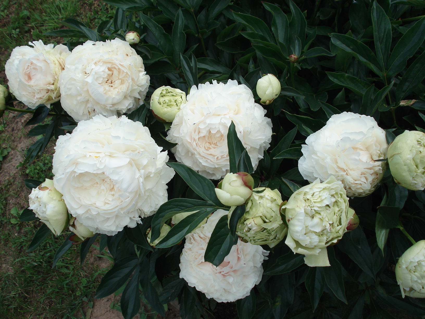 Пион травянистый Сноу Суприм 1 шт купить саженцы по каталогу почтой, цена, описа