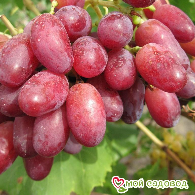 Виноград шахиня ирана описание сорта фото - Arhids.ru