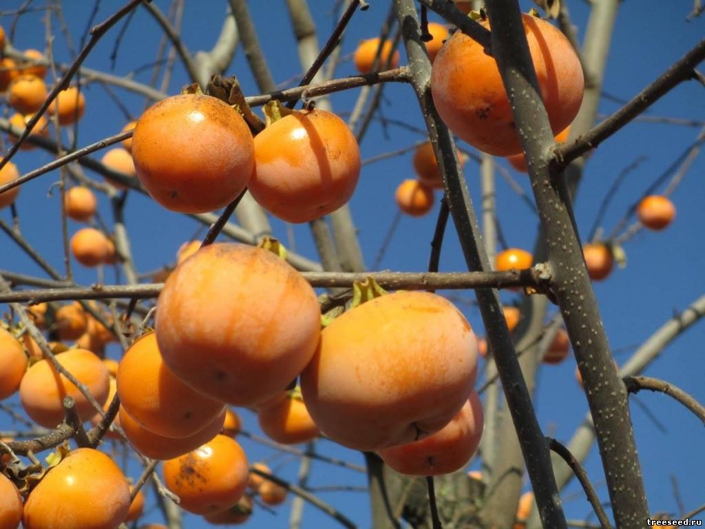 Хурма Шарон Купить саженцы в питомнике Мир Садовод, Крым