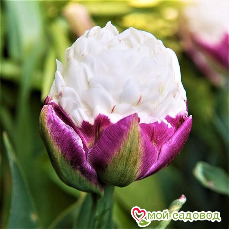 Cannonball тюльпан фото Cannonball тюльпан фото