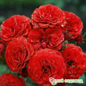 Роза Кордула в Москве