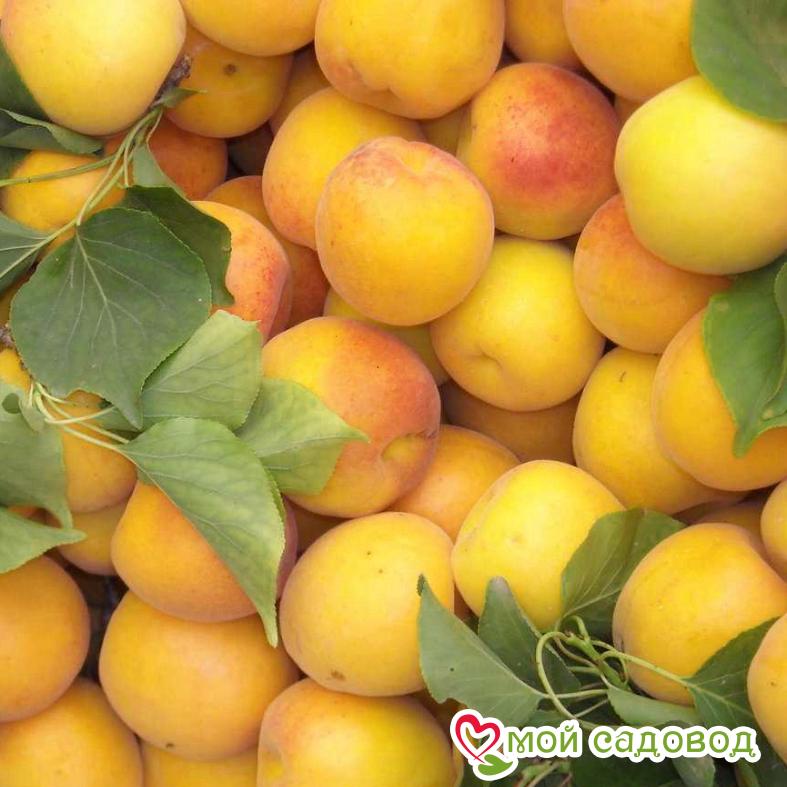 Абрикос король