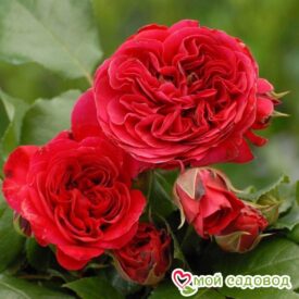 Роза Ред Леонардо Да Винчи в Москве