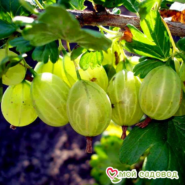 Крыжовник Уральский изумруд - купить с доставкой по выгодным ценам в интернет-ма