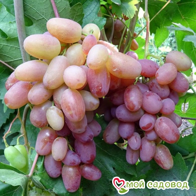 Виноград юлиан фото и описание Виноград юлиан фото и описание