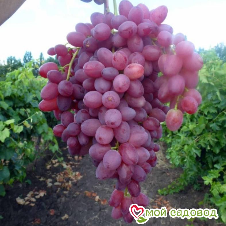 Фото винограда сорта велес Фото винограда сорта велес