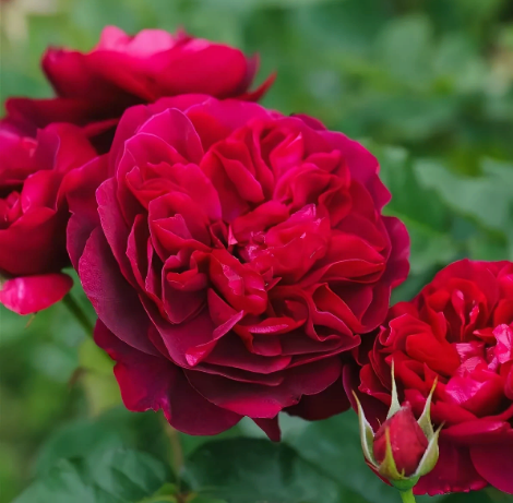 Роза дарси басселл фото и описание Роза дарси басселл фото и описание