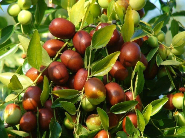 Зизифус крымский фото - Arhids.ru