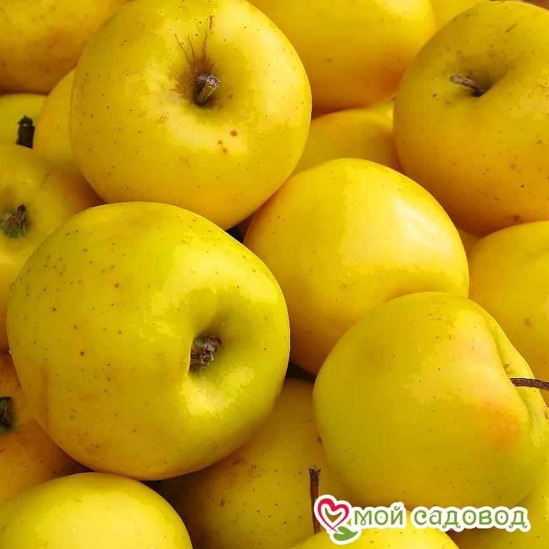 Желтые яблоки фото Желтые яблоки фото