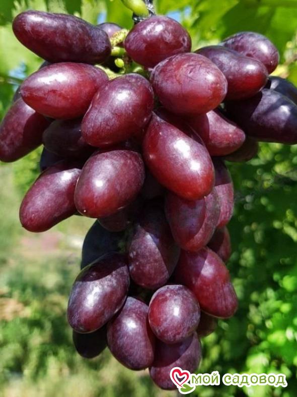 Виноград талдун описание сорта фото отзывы видео Виноград талдун описание сорта фото отзывы видео