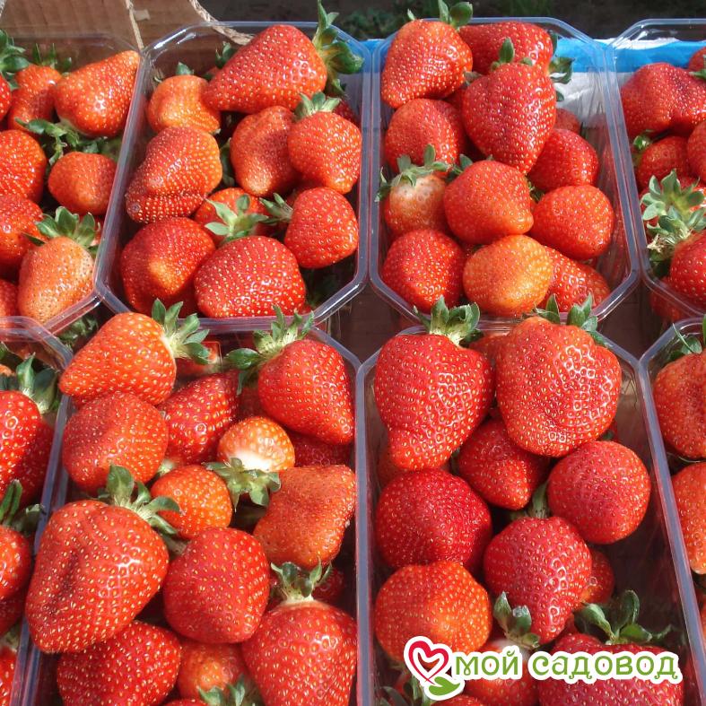 Клубника Джоли