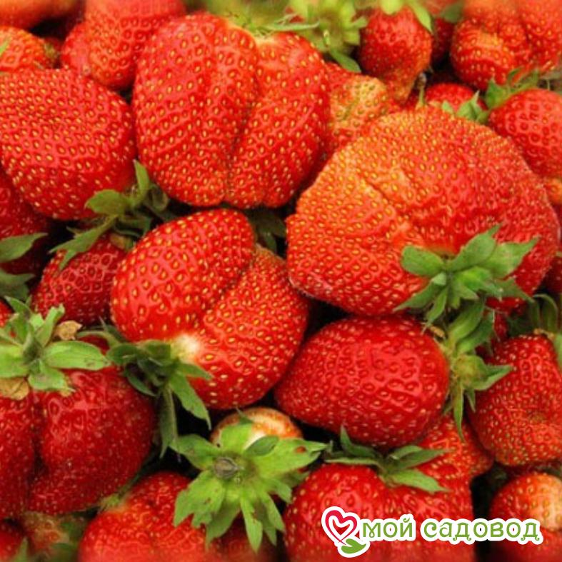Клубника фестивальная описание сорта фото отзывы Клубника фестивальная описание сорта фото отзывы