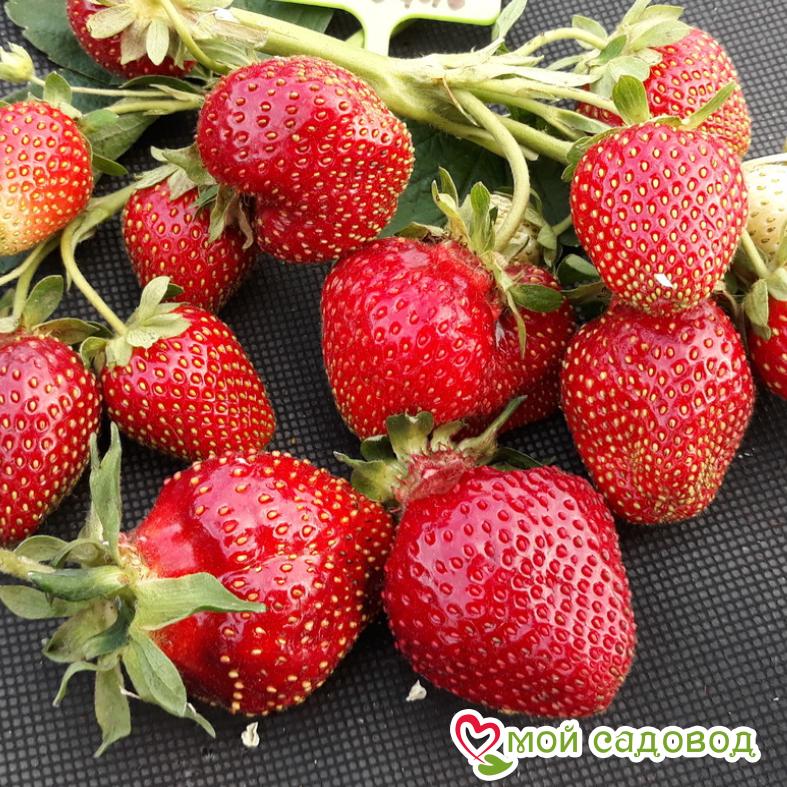 Описание клубники фестивальная фото отзывы Описание клубники фестивальная фото отзывы