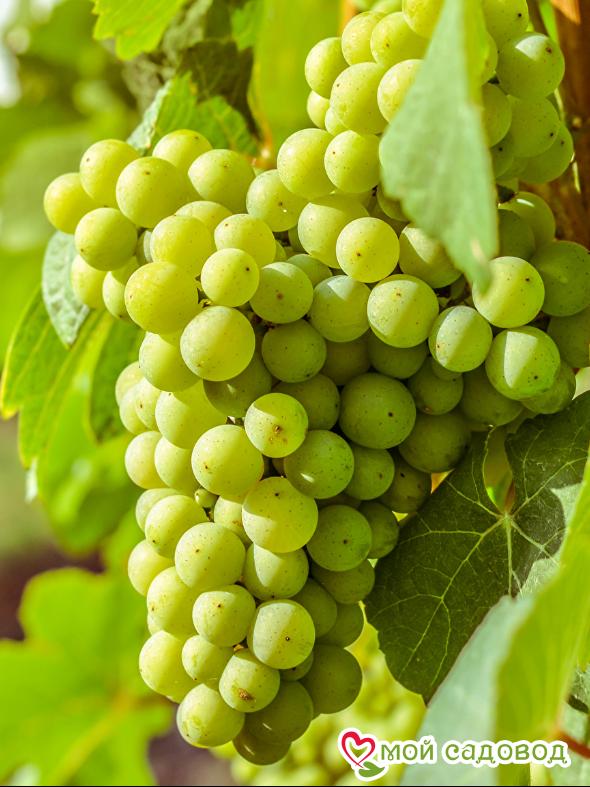 Виноград экскалибур фото Виноград экскалибур фото