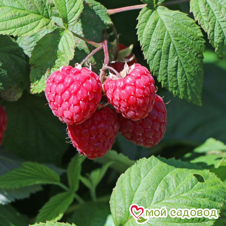 Малина столичная фото и описание Малина столичная фото и описание