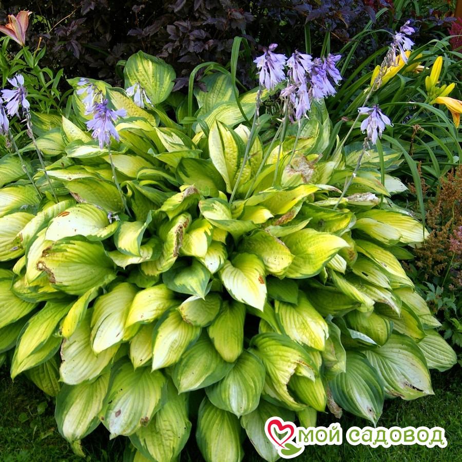 Хоста сорта фото и описание Хоста сорта фото и описание