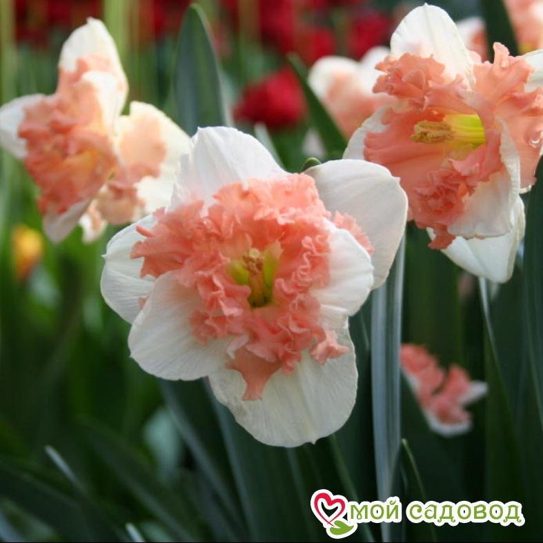 Нарцисс крупнокорончатый Ванилла Пич