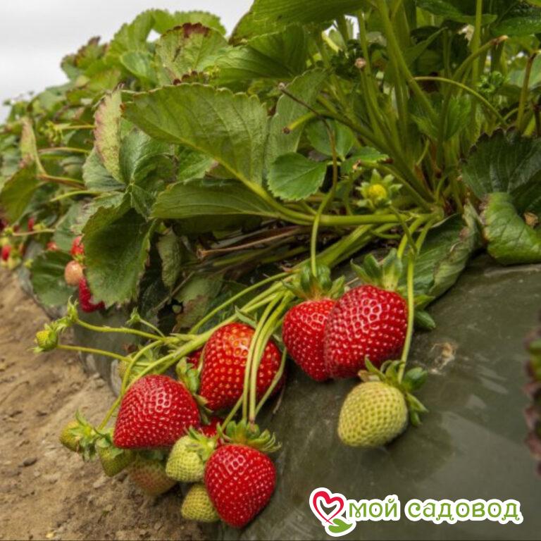 клубника семена сорт диамант. сорт виктории первоклассница. клубника гигантелла. земляника садовая «королева елизавета р9». какие сорта земляники лучшие.
