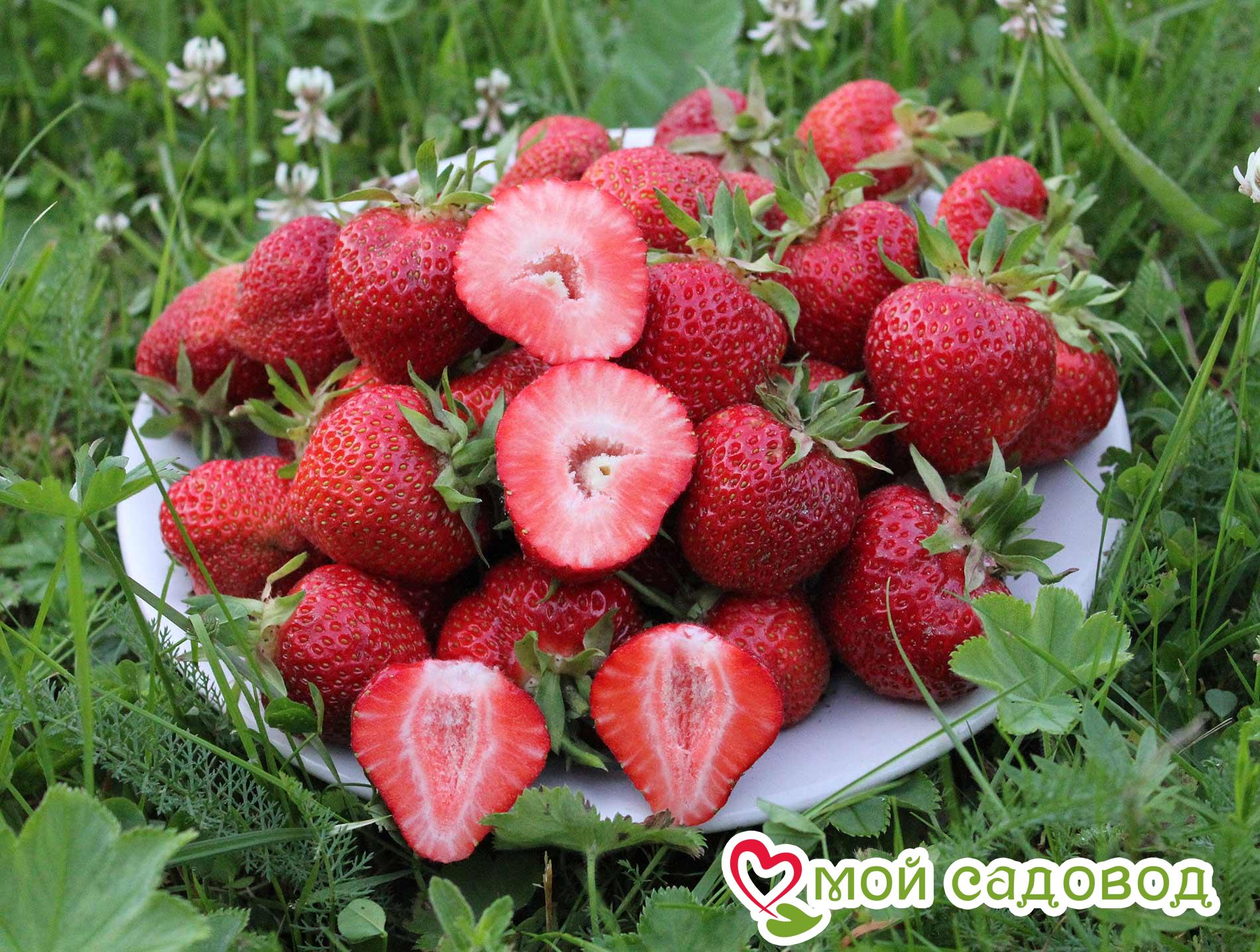 земляника ремонтантная mara des bois. земляника садовая крупноплодная. сорт какого садового. земляника садовая джоли. садовая земляника гигантелла.