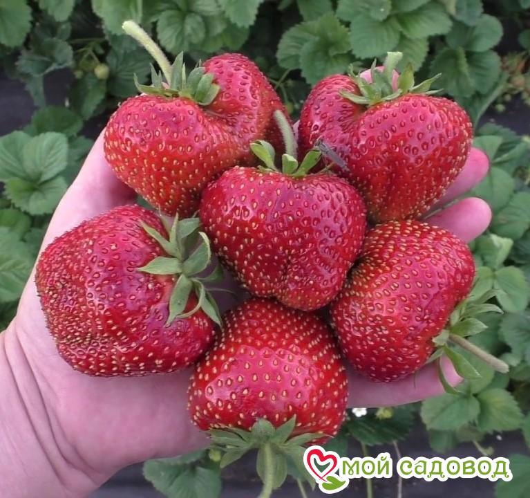 Клубника Кисс неллис