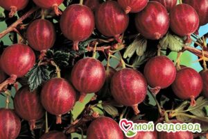 Крыжовник Консул Слабошиповатый
