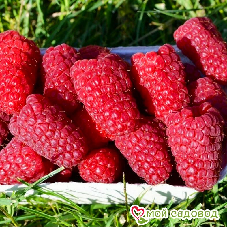 Малина красная Гигант рубиновый саженец - купить с доставкой по выгодным ценам в