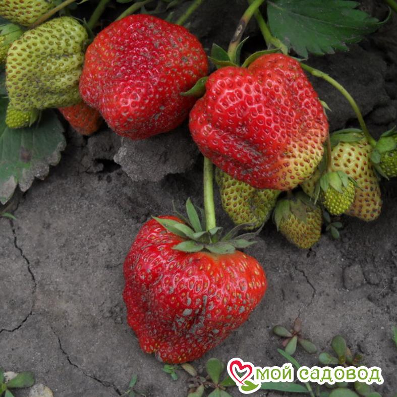 Нагаока клубника фото Нагаока клубника фото