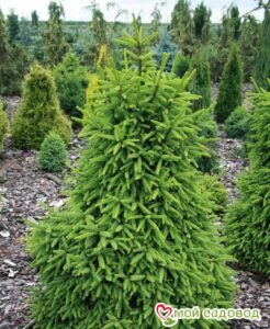 Ель обыкновенная (Picea abies)