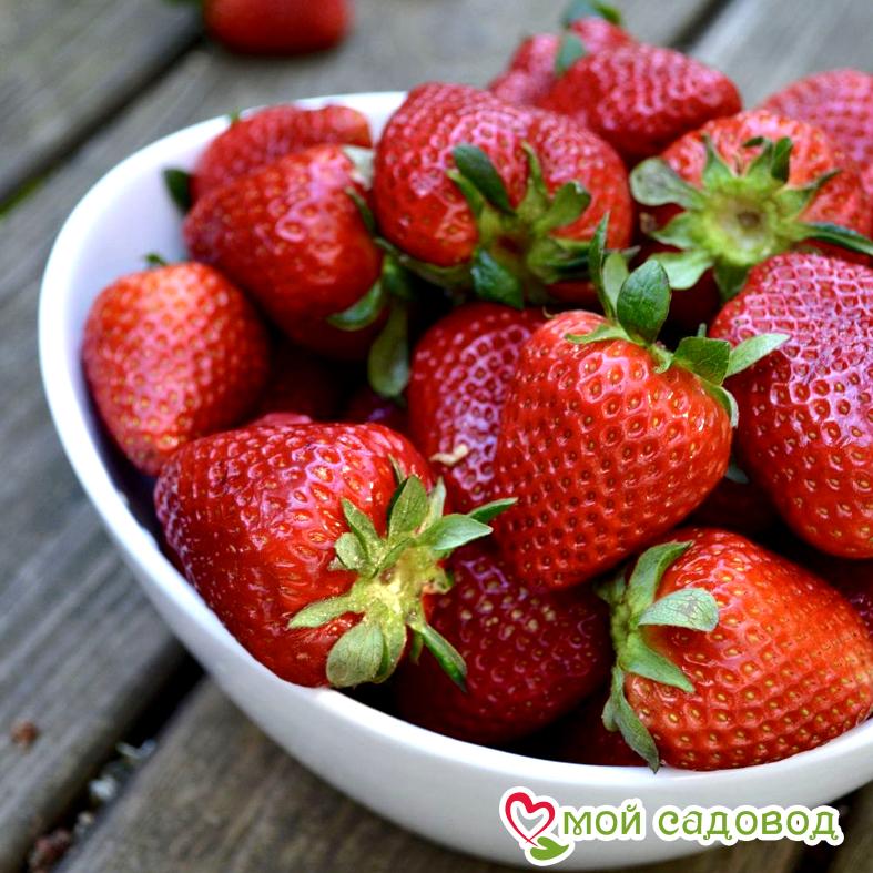 Клубника фото ягода Клубника фото ягода