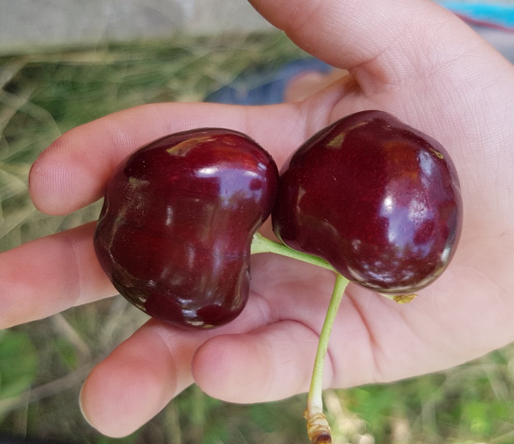 Вишня крупноплодная описание сорта фото отзывы Вишня крупноплодная описание сорта фото отзывы