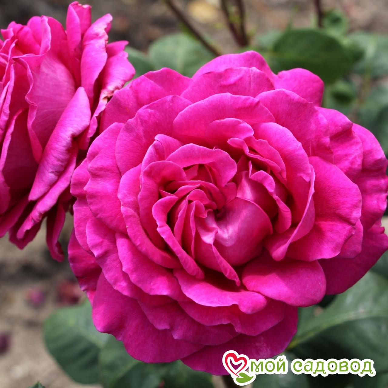 Роза Биг Перпл