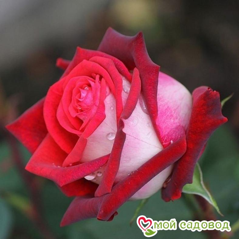 Роза осирия фото и описание отзывы Роза осирия фото и описание отзывы