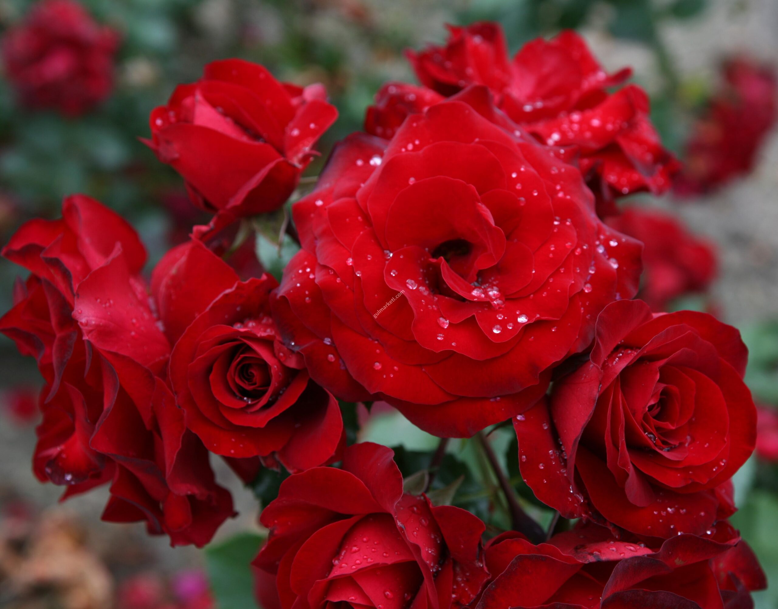 Роза красная фото и описание отзывы Роза красная фото и описание отзывы