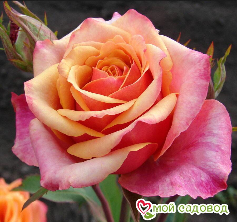 Роза чайно-гибридная Черри Бренди, купить саженцы Розы чайно-гибридной Черри Бре