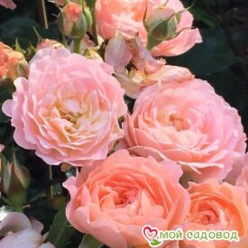 Роза Бордюр Априкот в Москве