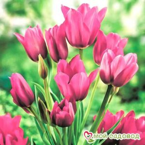 Тюльпан многоцветковый Пурпл Букет 